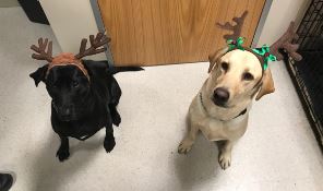 Felton (left) and Buddy (right) are pictured with reindeer antlers at Austin-Bergstrom International Airport.