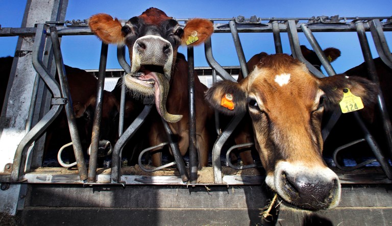 In this 2017 photo, dairy cows eat hay at the University of New Hampshire's Organic Dairy Research Farm in Lee, N.H. Those who wish to reduce the amount of antibiotics in the meat supply are eyeing on a set of bills that would speed up the approval of medicines for animals. They wish to attach language to the law that would restrict or add more reporting requirements on the use of antibiotics in livestock. (AP Photo/Charles Krupa)