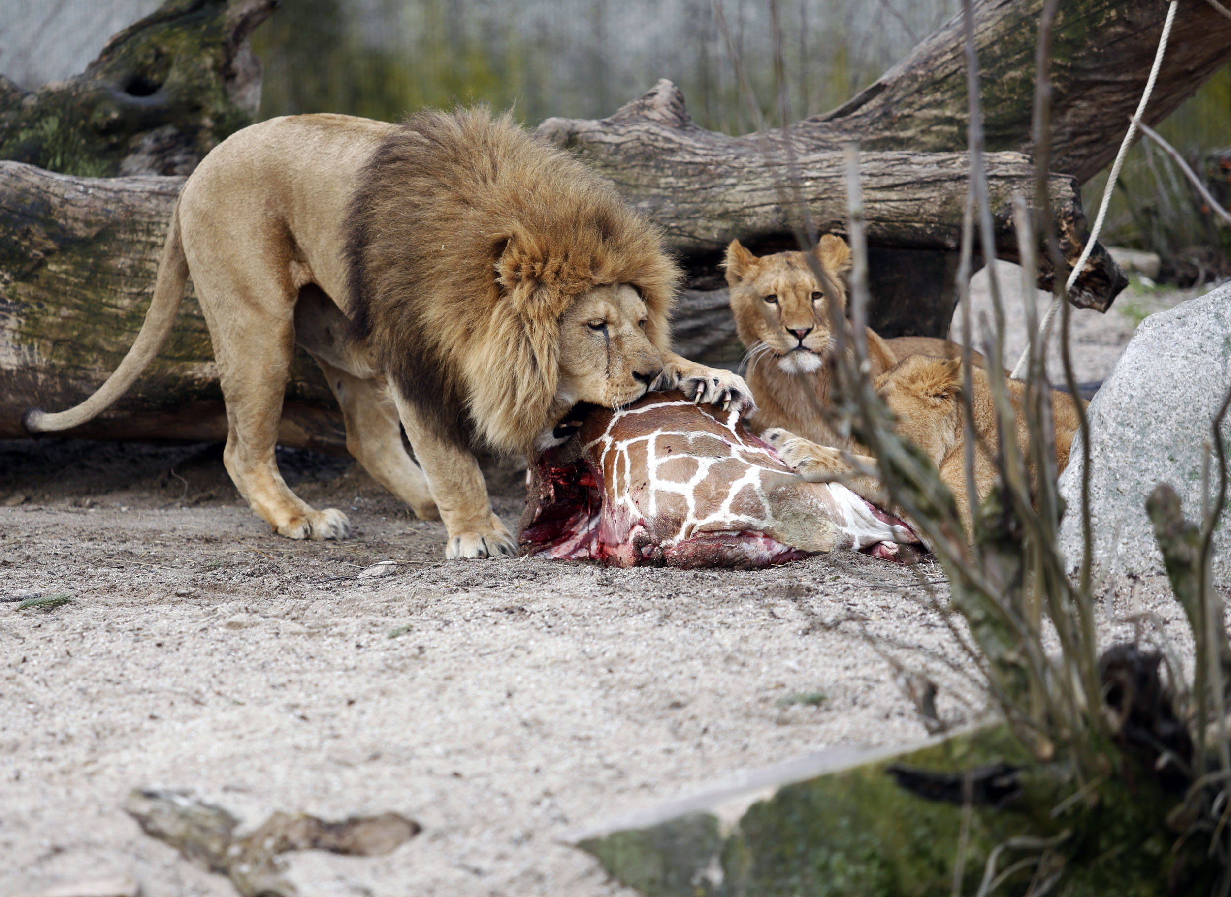 After giraffe uproar, Copenhagen zoo kills 4 lions