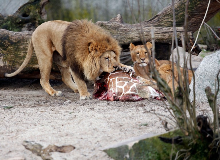 After giraffe uproar, Copenhagen zoo kills 4 lions
