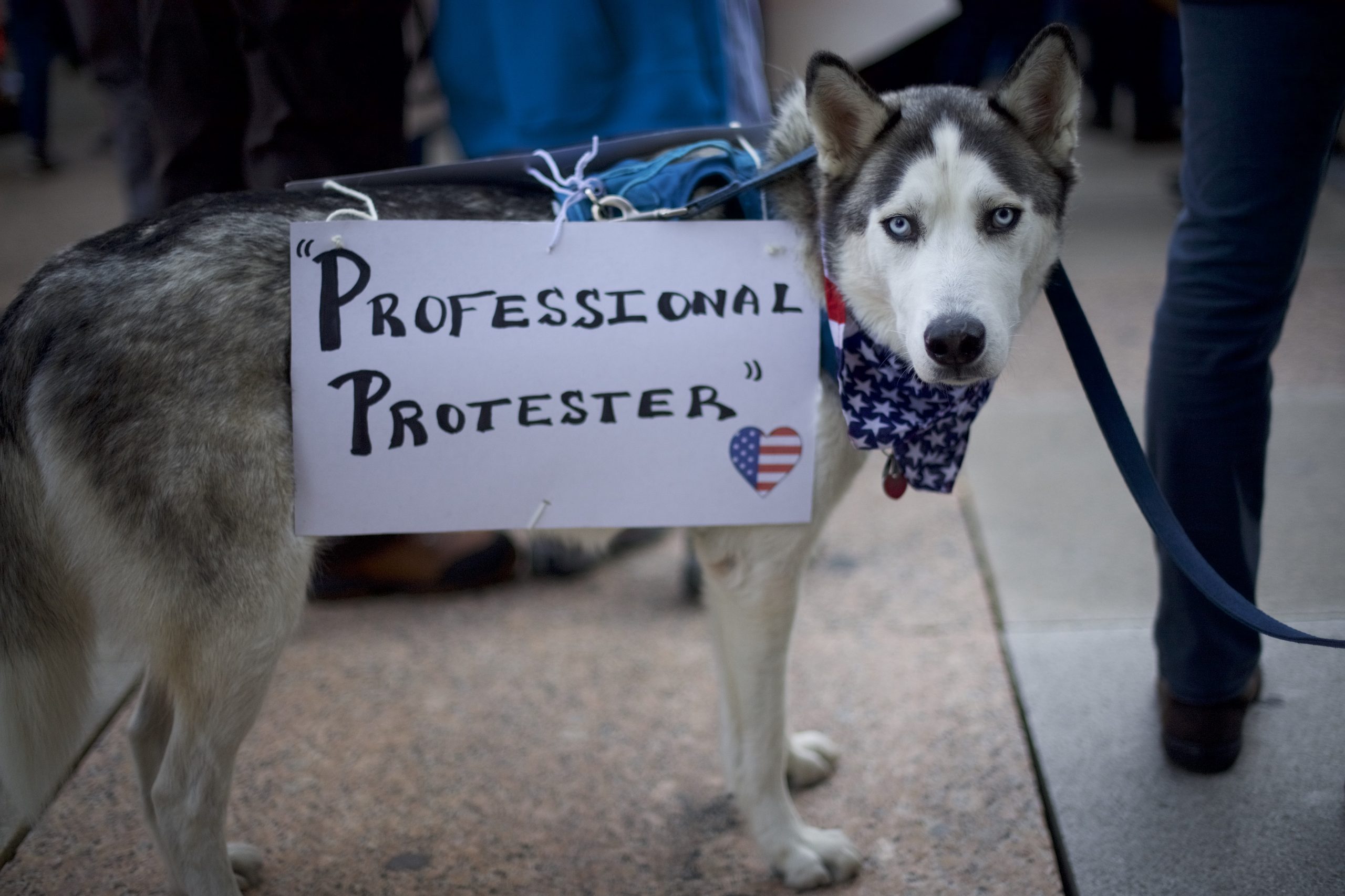 Afternoon Links: Woke Dogs, Ask Mike Warren Anything, and Dorms for Congress?