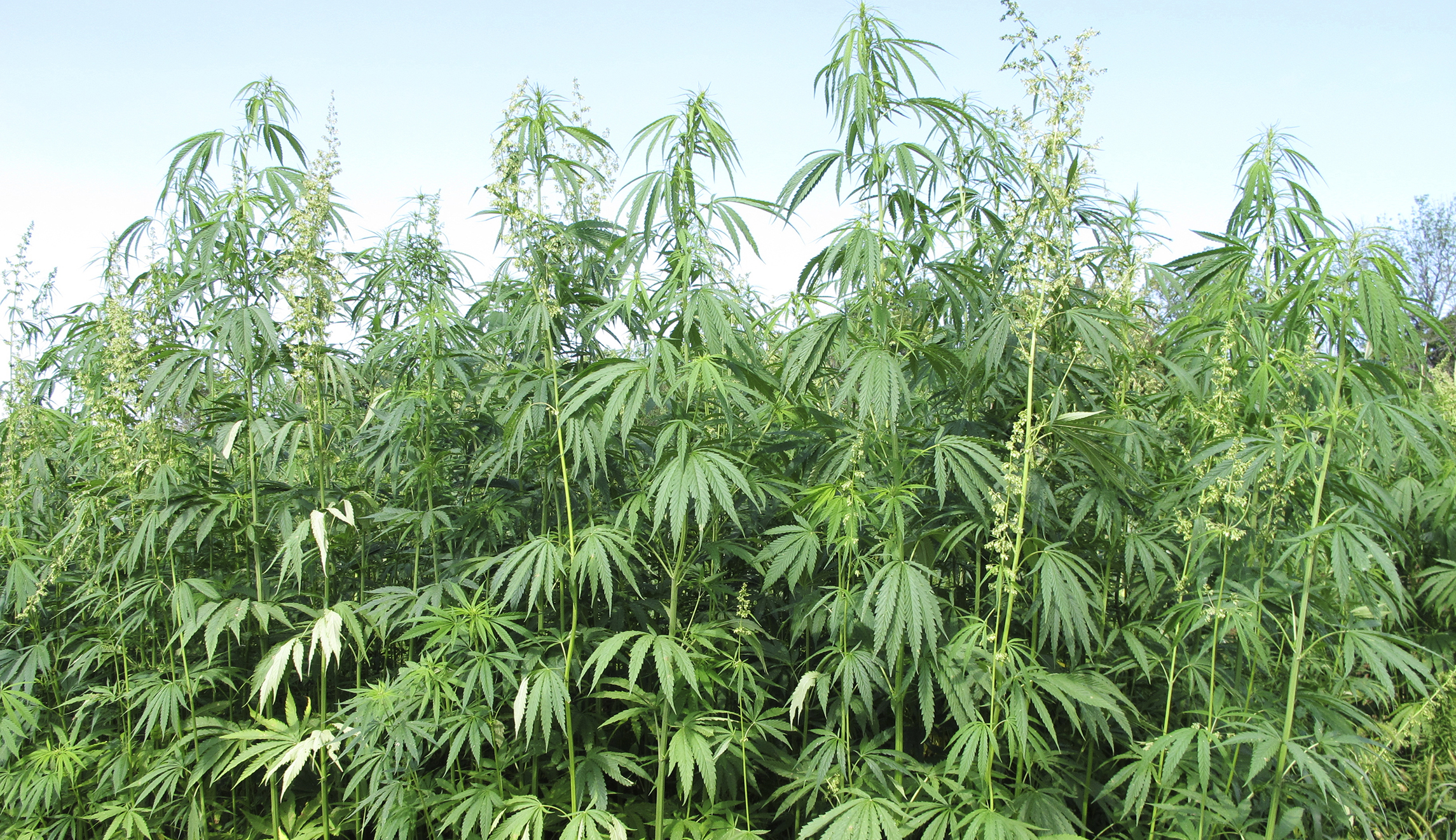 Mitch McConnell will introduce a bill to greenlight hemp production