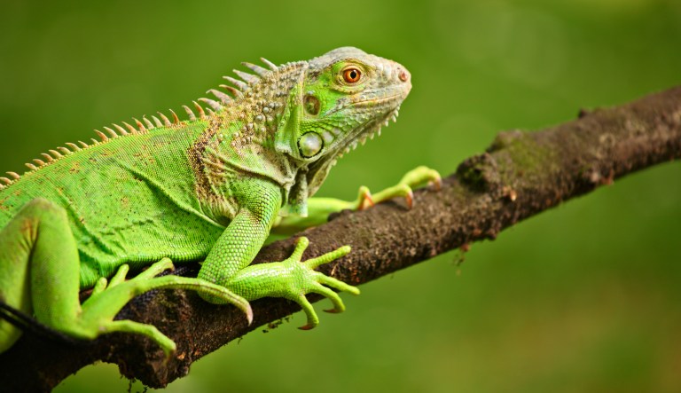 Floridians warned to watch for ‘falling iguanas’ during cold snap