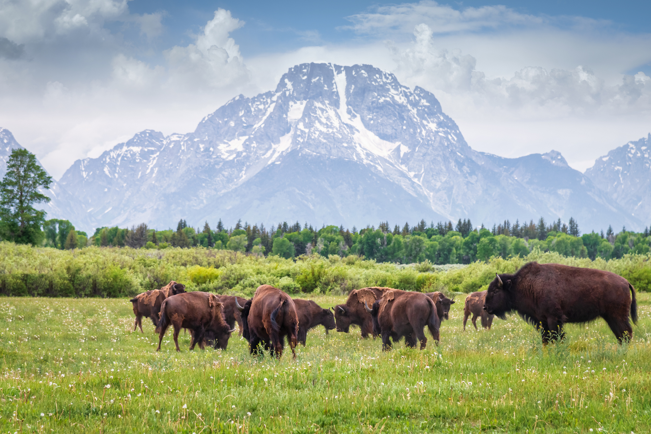 Denver donates 14 bison to tribal nations