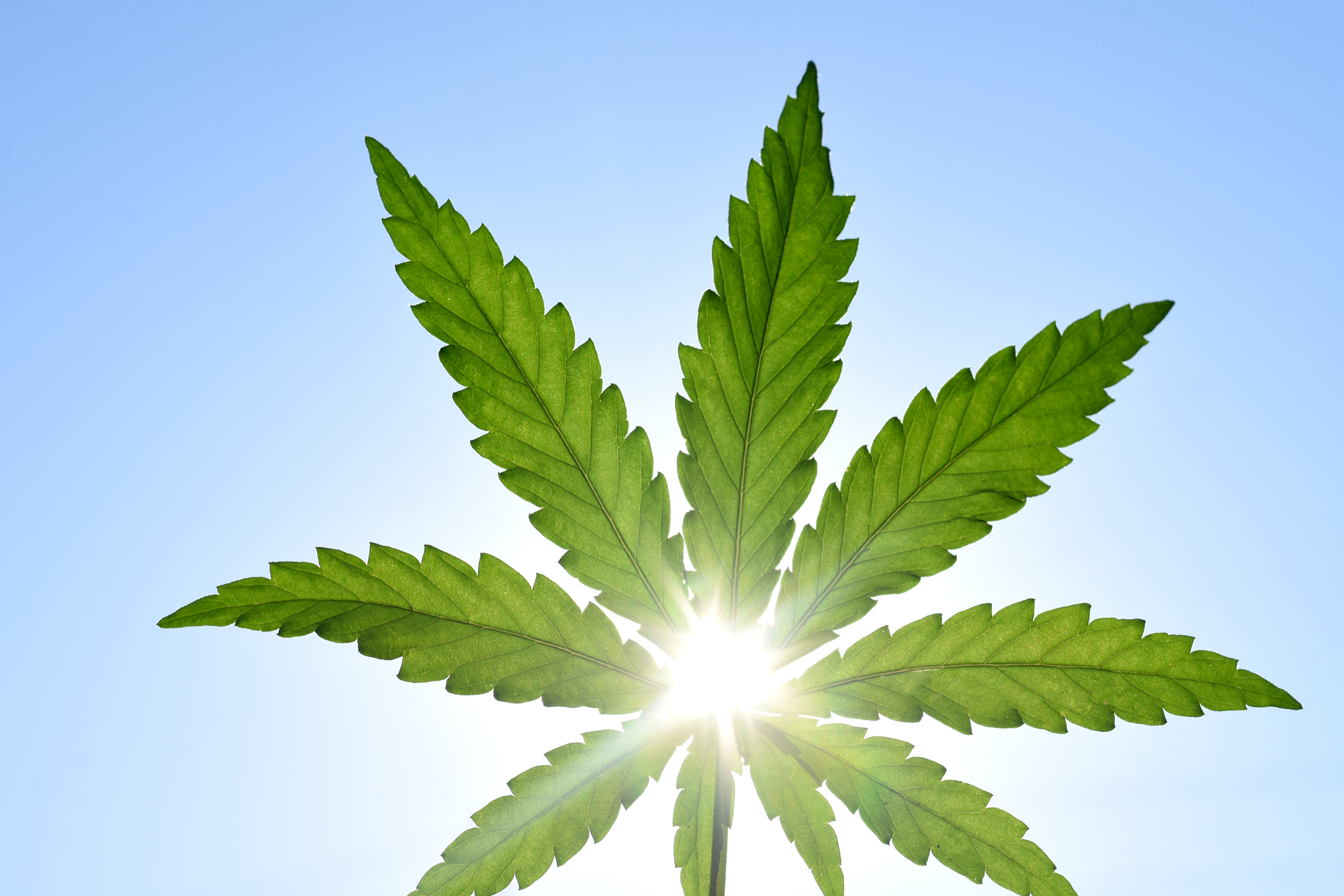 California cannabis firm aims to be traded publicly, estimates an additional 2,000 jobs