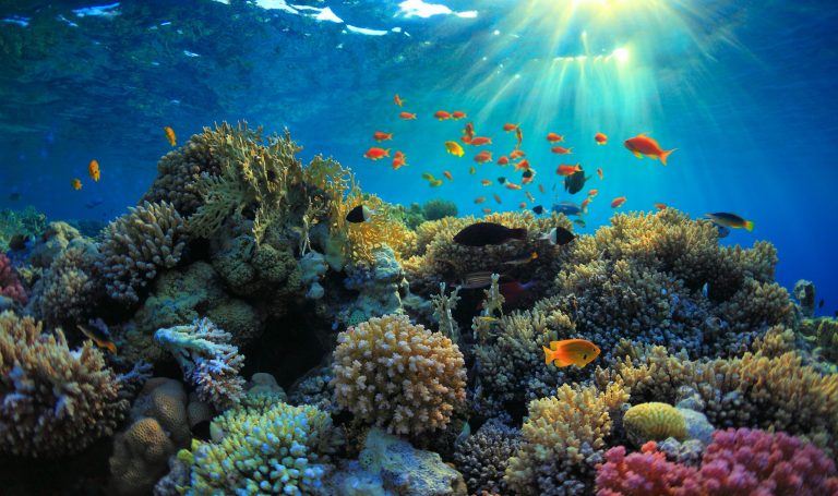 Marine life