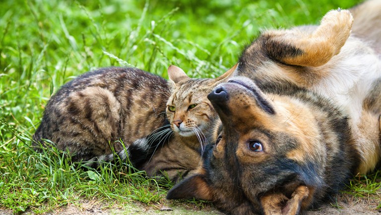 Is a law banning cat and dog meat necessary?