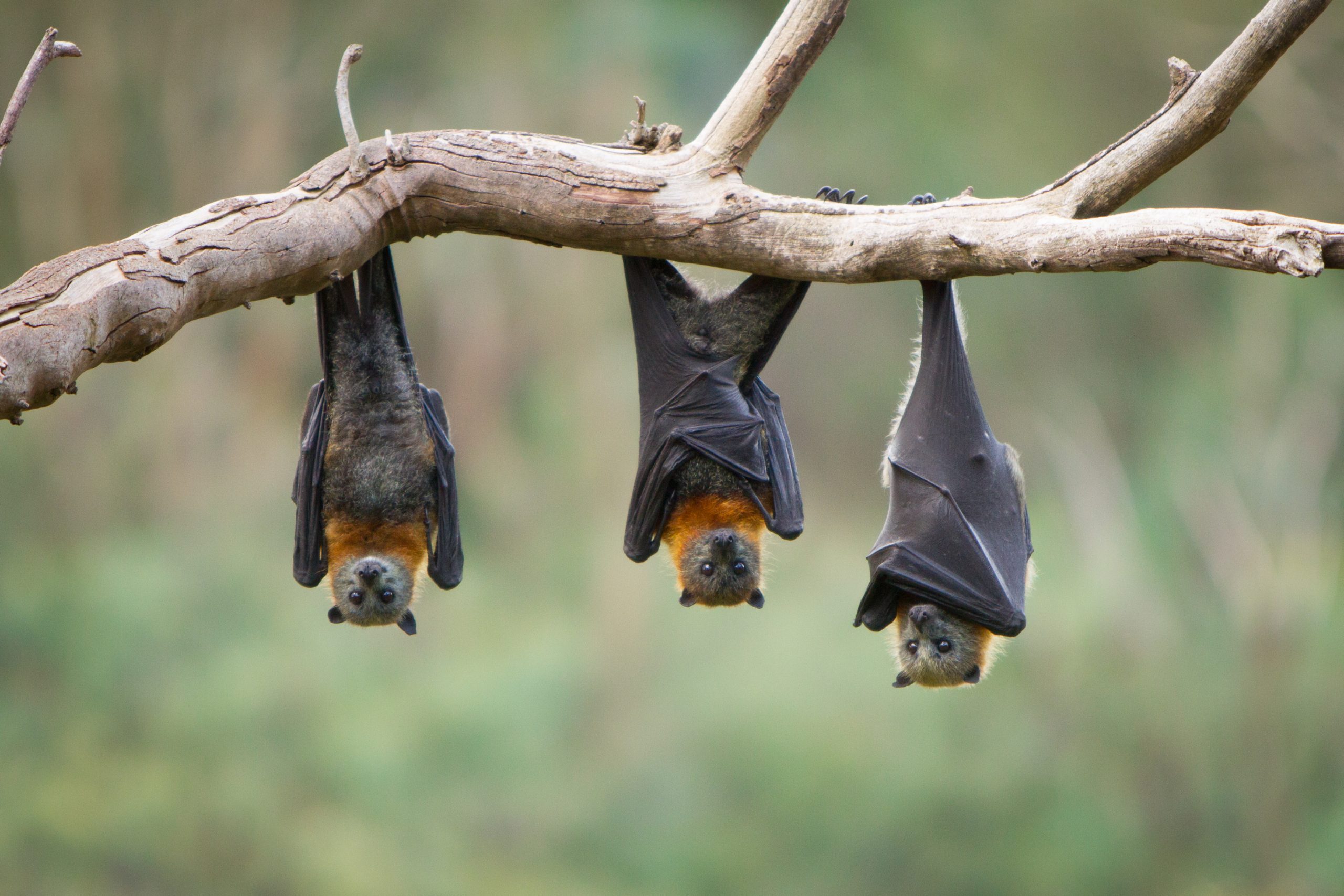 Illinois officials remind residents after first rabid bat of 2021 identified