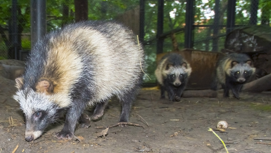 ‘Blood-curdling’ raccoon dogs terrorizing English villagers