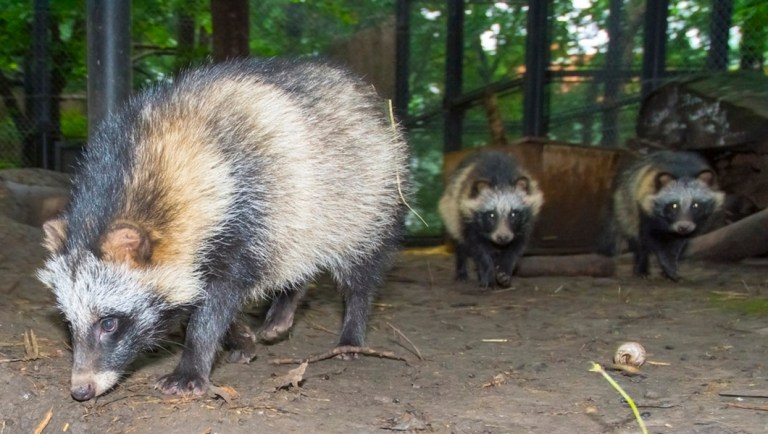 Young raccoon dogs in an enclosure.
