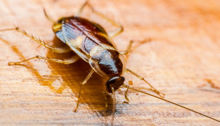 Pest control company offering $2,000 to release 100 cockroaches in your home