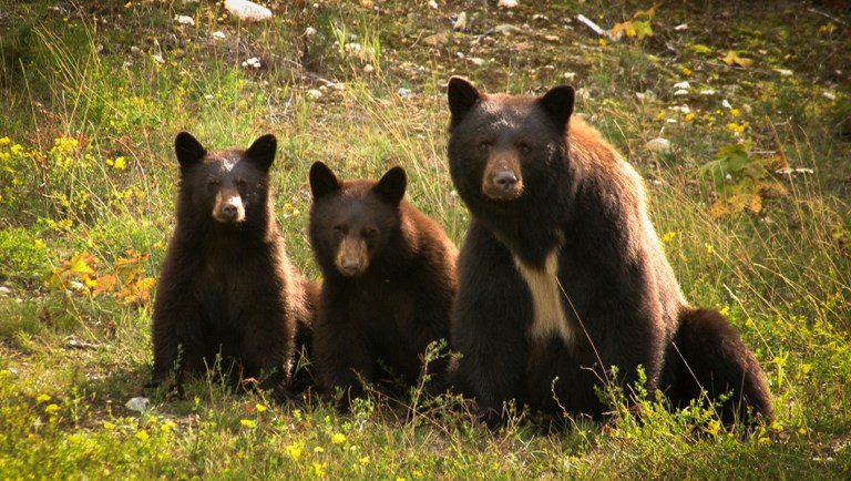 Three bears chase away the Goldilocks economy — and we set them loose
