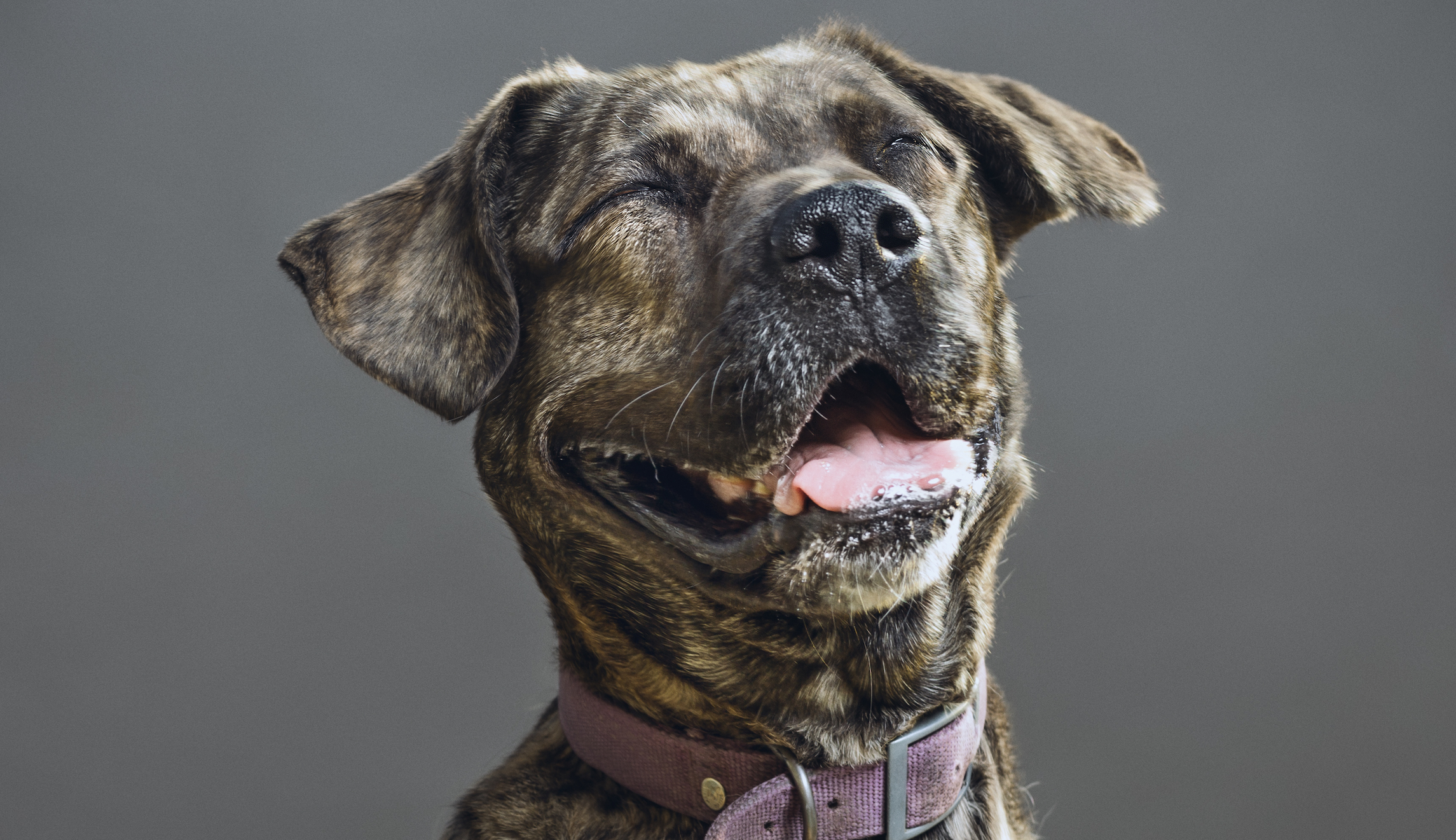 Ruff day: Therapy dogs coming to Capitol to give a break to stressed staffers during impeachment hearing