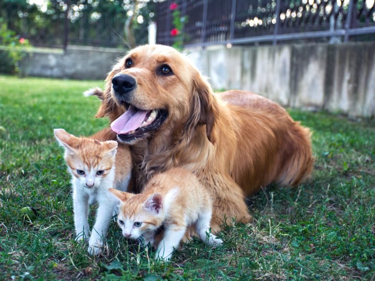 House Farm Bill aims to ban eating cats and dogs