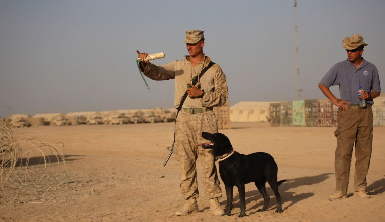 Ringo, a three and a half year old Black Labrador, used as an off-leash bomb-sniffing dog, waits for the command of U.S. Marine Corps dog handler Lance Cpl. William Childs, left, as trainer Adam Ward, a contractor working for American K-9 Interdiction, right, looks on, at U.S. Marine Combat Outpost Geronimo, in Helmand province, southern Afghanistan, Friday, Sept. 18, 2009.