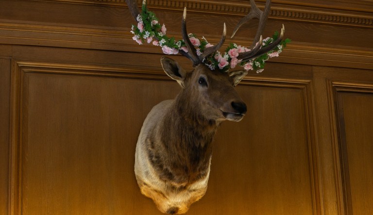 The mounted head of an elk called "Leroy" mounted to the wall inside Justice Neil Gorsuchâs chambers in the Supreme Court.