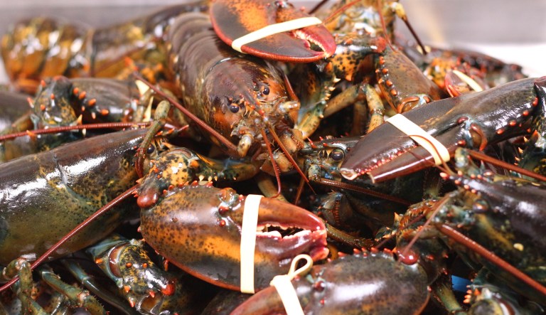 Maine Republicans want to end tax breaks over lobster bans