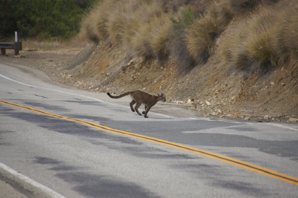 Mountain Lion Killed