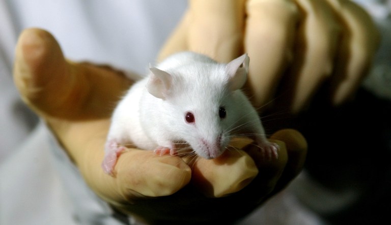 A mouse looks on at an Argentine laboratory in Buenos Aires, Thursday Jan. 8, 2004.
