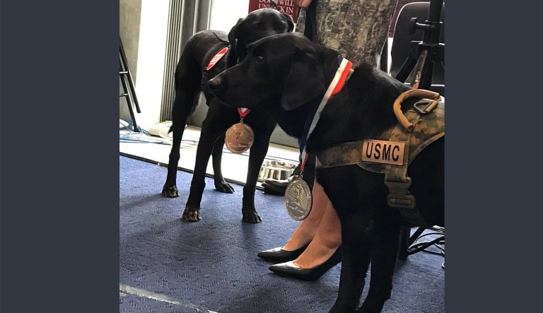 Four military working dogs given nation’s top award for their service