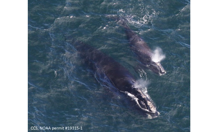 In this Thursday, April 11, 2019, photo provided by the Center for Coastal Studies, a baby right whale swims with its mother in Cape Cod Bay off Massachusetts. The whales are among the rarest in the world. 