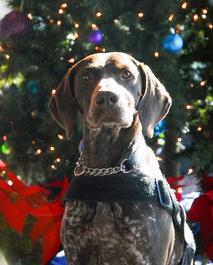 Perry is pictured in front of holiday greenery at Detroit Metropolitan Airport.