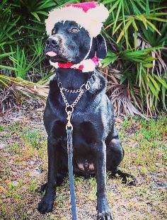 Rex of Tampa International Airport wears a Santa hat.
