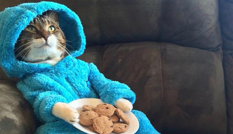US embassy in Australia retracts Cookie Monster cat invite