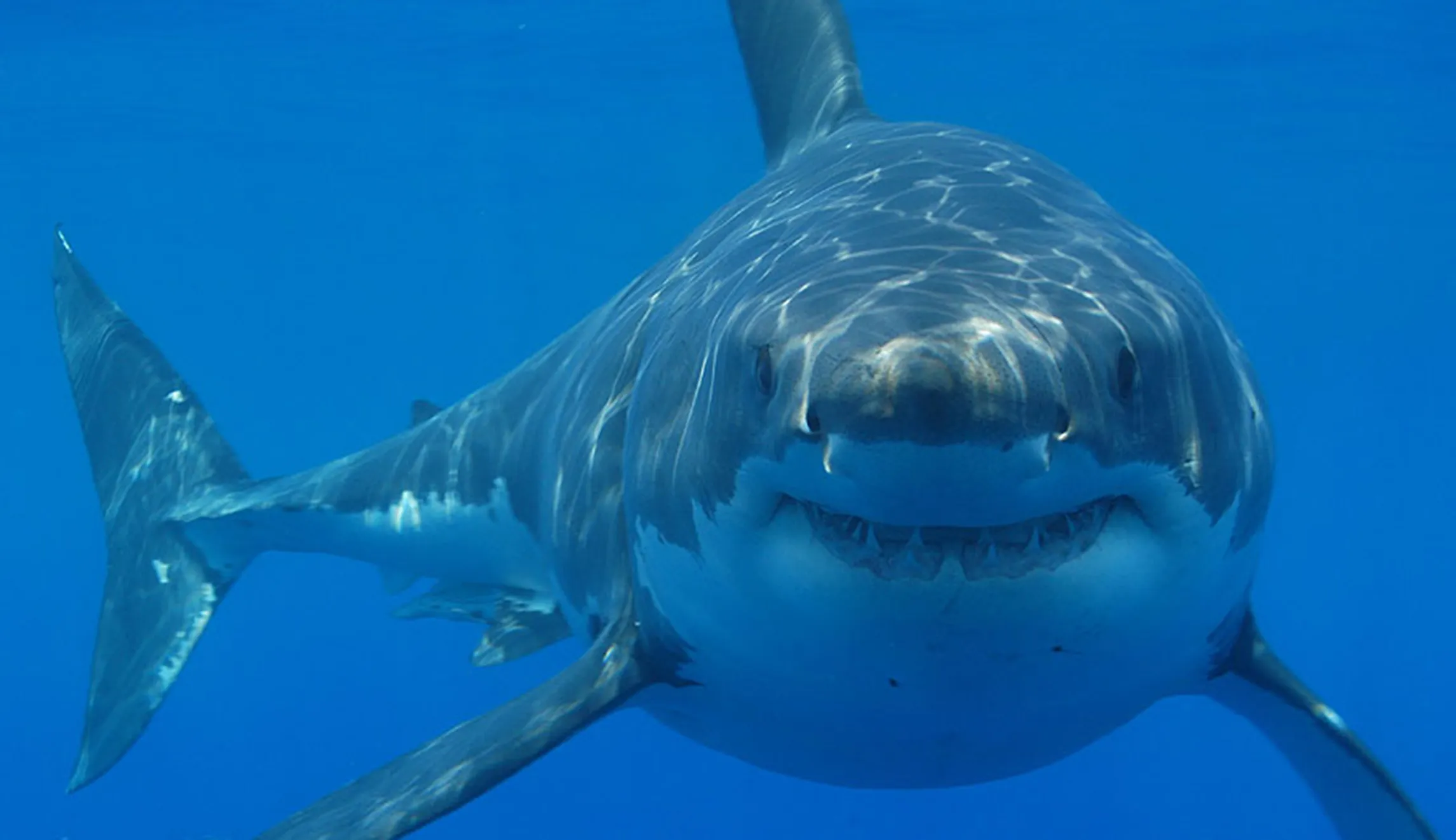 1,000-pound great white shark stalking US waters