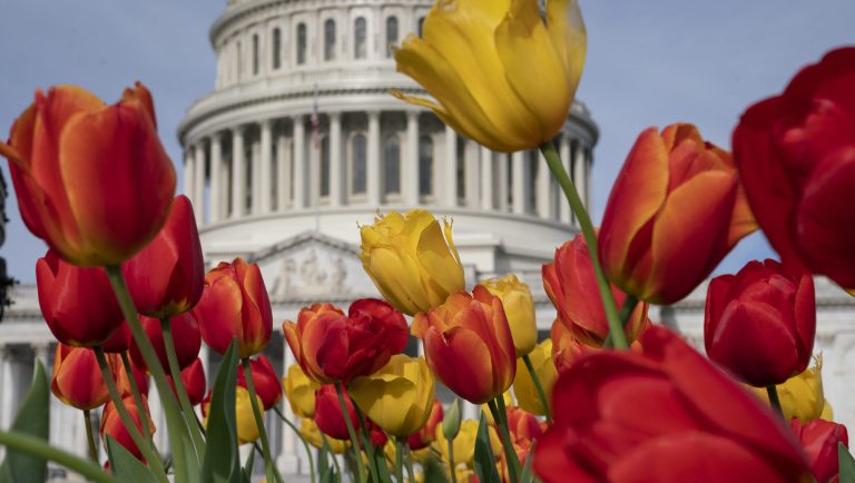 Tulips bloom at the Capitol in Washington, Tuesday, April 16, 2019, as Congress is away on a two week district work period.