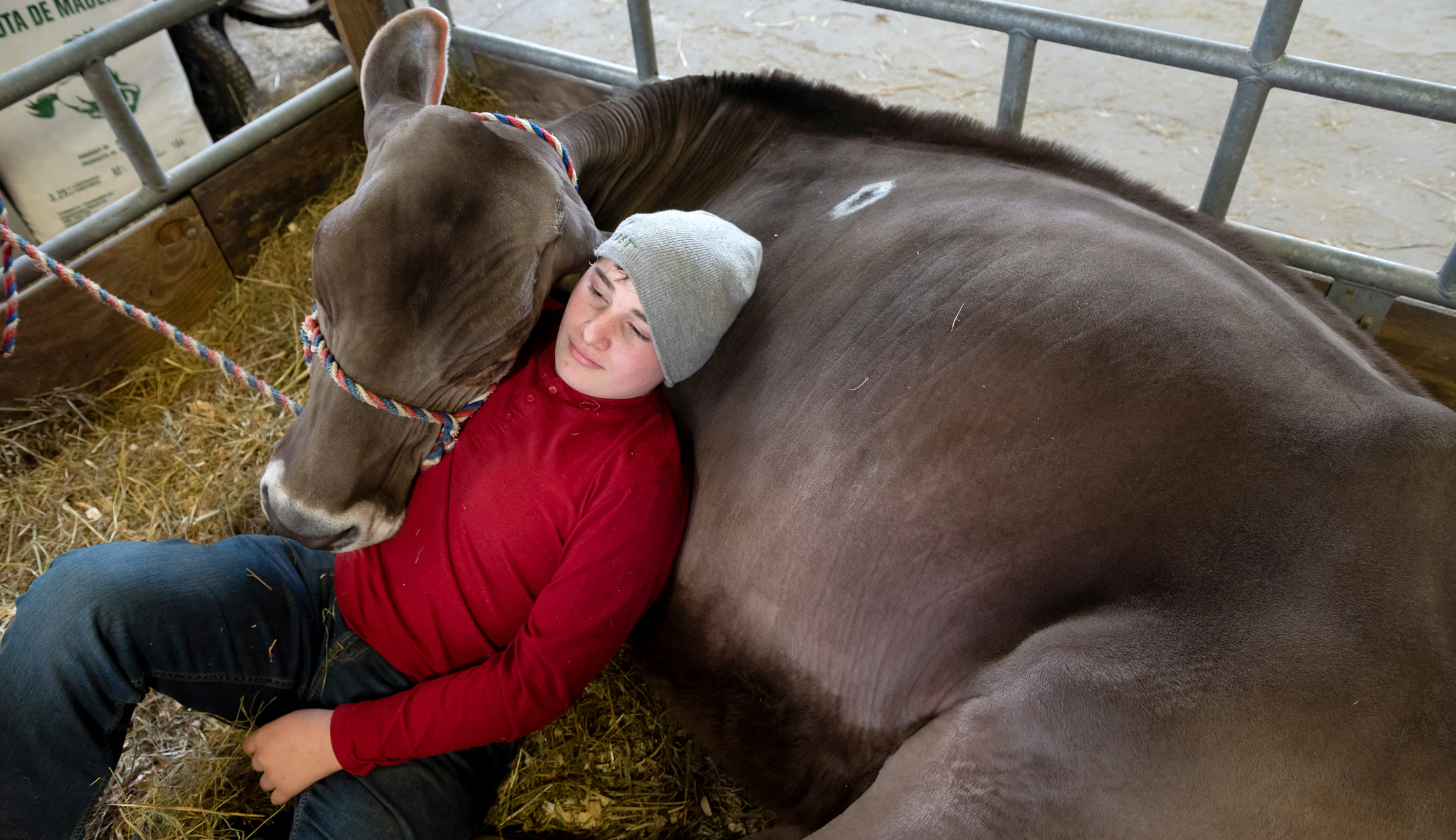 Maddox Davis, 12, of Dawson, Pennsylvania, lays with his cow at the 104th Pennsylvania Farm Show. 