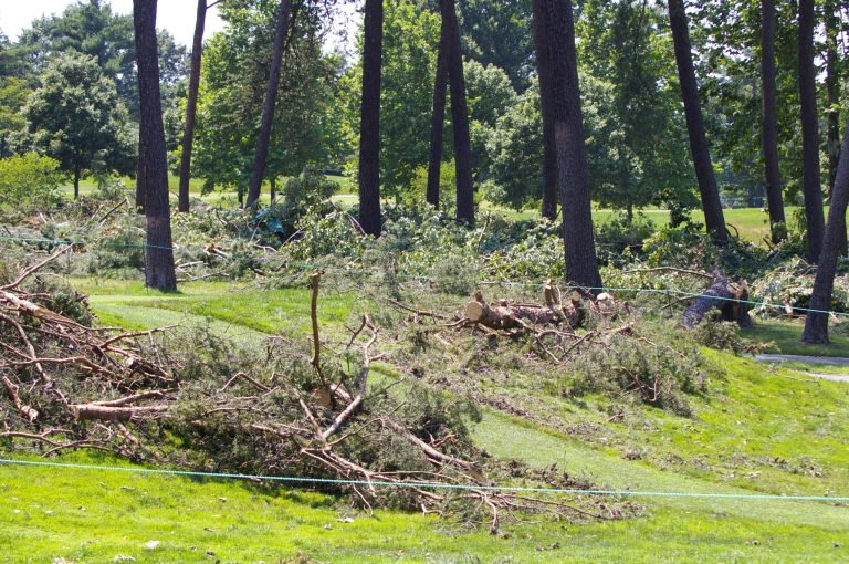  Off the tee at No. 12, players walk down a runway with tree debris on either side and in the grove in the background. Photo by Kevin Dunleavy. 
