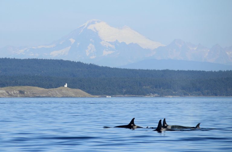 In this photo taken on Saturday, Sept. 13, 2014, a group of orca whales swim in the waters off San Juan Island near Friday Harbor, Wash., with Mt. Baker in the distance. (AP Photo/Rachel La Corte)