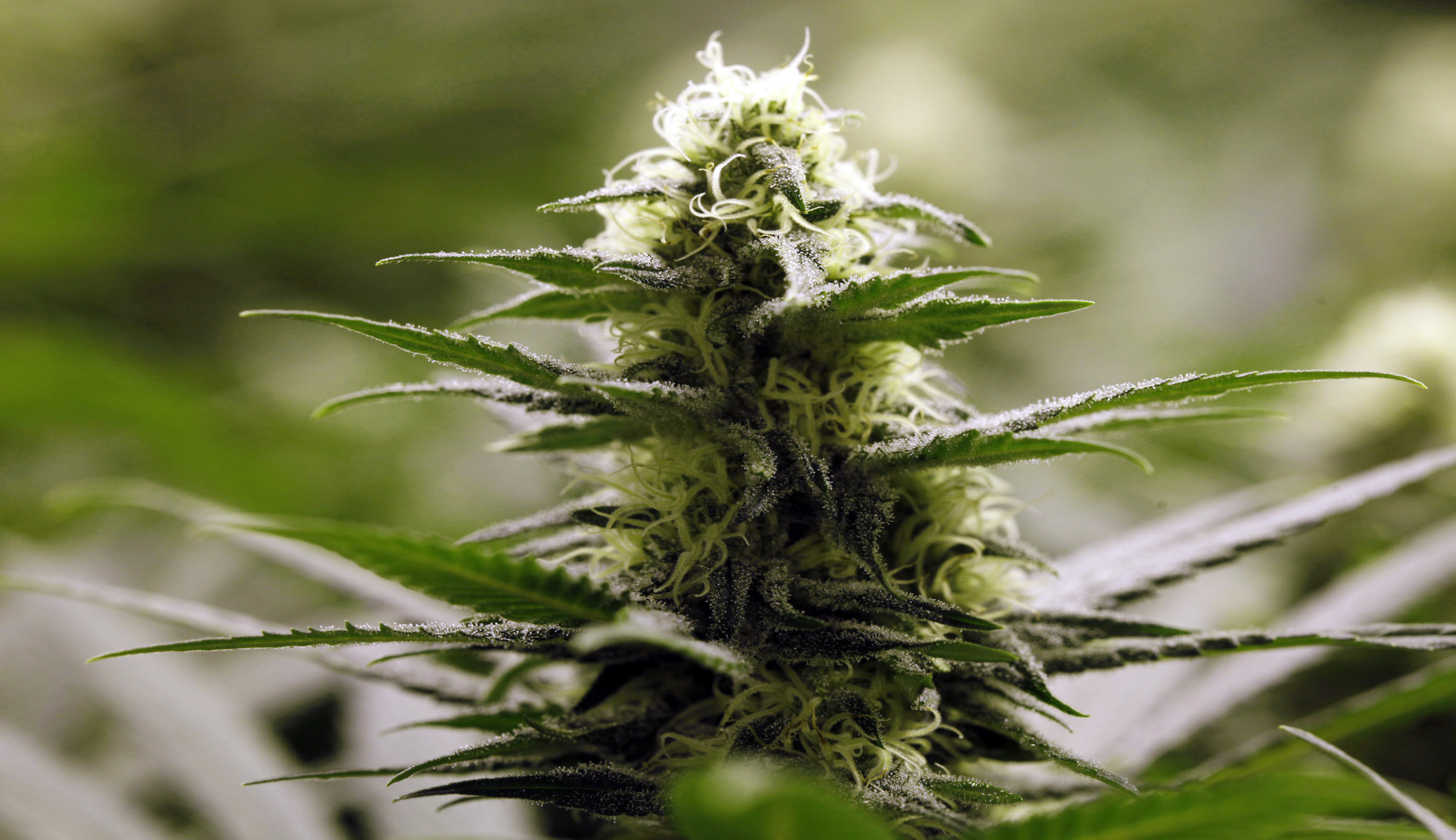 DACA versus marijuana: Campuses selectively enforce federal law
