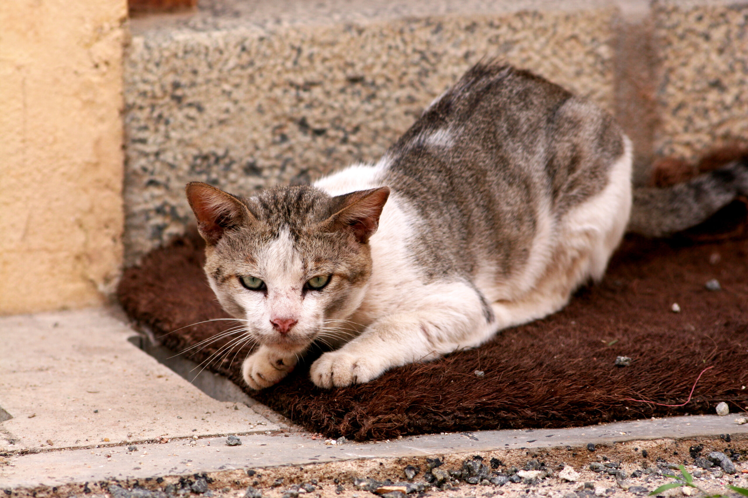 Cats kill 4 billion birds in US, Canada every year