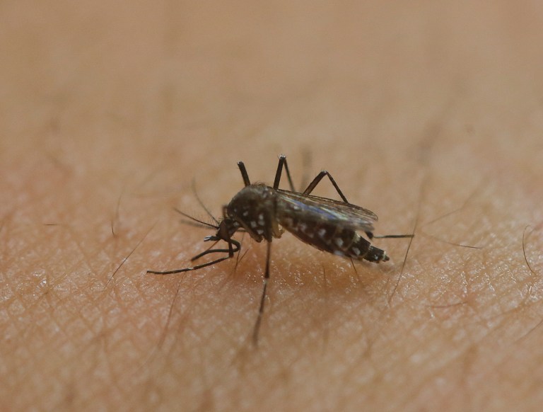 The Zika virus spreads via a mosquito bite. (AP Photo/Andre Penner)