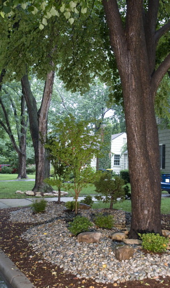 Before you plant: Match the right tree to the right site