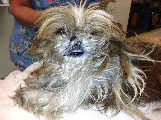 Biscuit, the elusive Shih-Tzu, is caught in Fairfax County