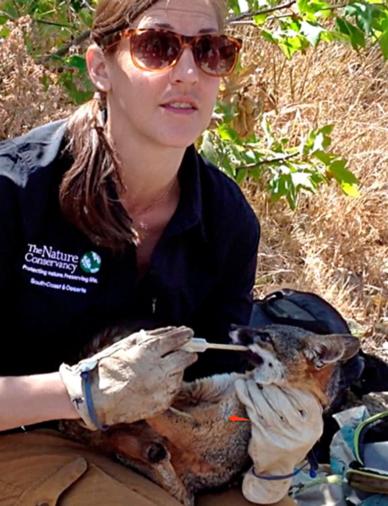 FILE -In this May 20, 2013 file photo, Christina Boser, island restoration manager with The Nature Conservancy, holds a Santa Cruz Island Fox on Santa Cruz Island, Calif. A group of experts says two subspecies of a rare fox that lives only on an island chain off the Southern California coast should be removed from the endangered species list. Scientists said Tuesday, June 17, 2014, that a recovery plan has led to a 90 percent survival rate among the foxes and the animals no longer need special protection. (AP Photo/The Nature Conservancy, Ker Than)