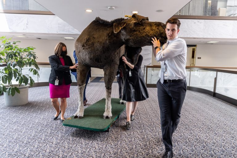 Staff members from Sen. Jeanne Shaheen's (D-NH) office move a stuffed moose through Hart Office Building on June 13, 2023, in Washington, DC. The stuffed moose named 
