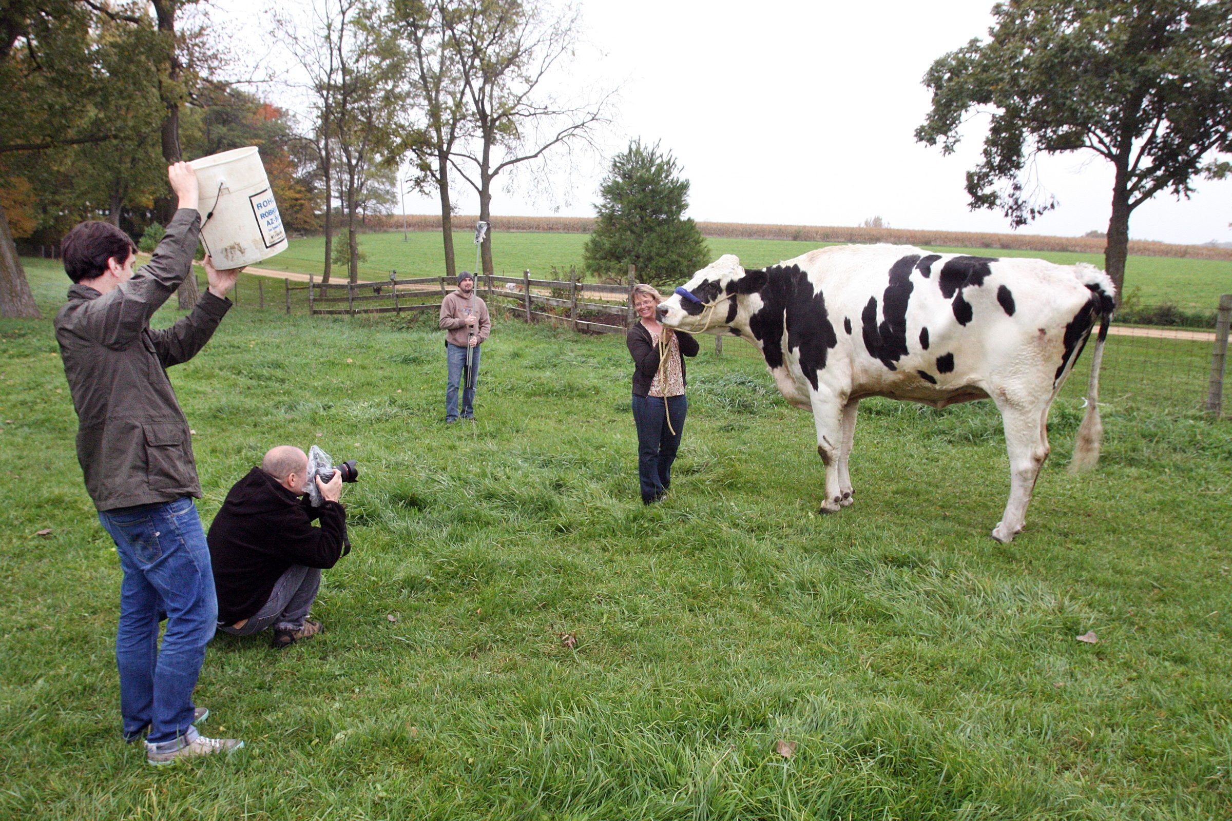 Orangeville pet dubbed world’s tallest cow