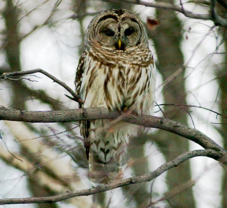 Federal death squads have killed the first 26 Barred Owls facing shotguns in a 