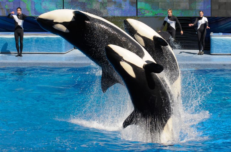 FILE - In this March 7, 2011 file photo, trainers Joe Sanchez, left, Brian Faulkner and Kelly Aldrich, right, work with killer whales Trua, front, Kayla, center, and Nalani during the Believe show in Shamu Stadium at the SeaWorld Orlando theme park in Orlando, Fla.  After more than a year of public criticism of its treatment of killer whales, SeaWorld said Friday, Aug. 15, 2015, that it will build new, larger environments at its theme parks and will fund additional research on the animals along with programs to protect ocean health and whales in the wild. (AP Photo/Phelan M. Ebenhack, File)