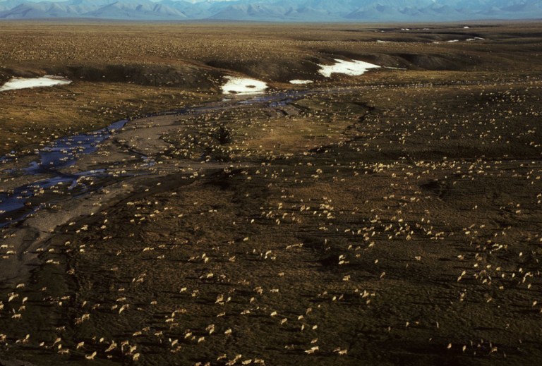 Proposal calls for increased energy production on federal lands and opening the Arctic National Wildlife Refuge in Alaska for drilling. (U.S. Fish and Wildlife Service via AP)