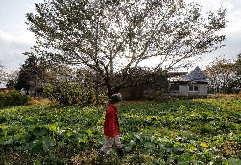   In this Nov. 7, 2012 photo, farmer Keiko Kikukawa walks through her field where she just finished harvesting organic-grown rhubarbs in Rokasho village, Aomori Prefecture, northern Japan. By hosting a high-tech facility that would convert spent fuel into a plutonium-uranium mix designed for the next generation of reactors, Rokkasho was supposed to provide fuel while minimizing nuclear waste storage problems. Those ambitions are falling apart because years of attempts to build a âfast breederâ reactor, which would use the reprocessed fuel, appear to be ending in failure. 
