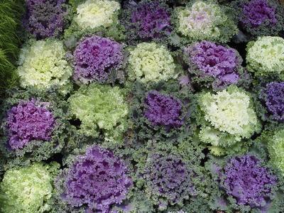 Ornamental kale varieties feature a wide range of leaf textures and colors that grow brighter with frost.(SHNS photo courtesy Maureen Gilmer)