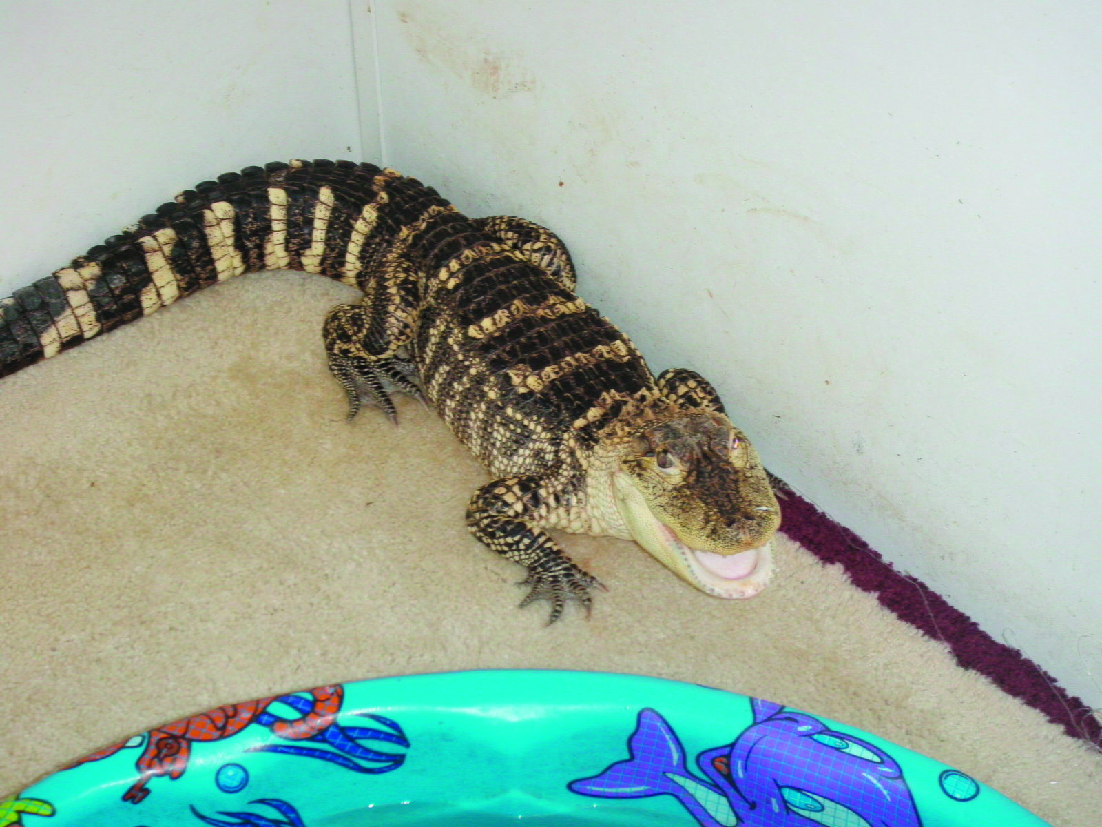 Alligator, drugs found at Maryland home