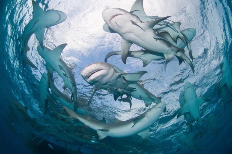 According to a recent study conducted by Bond University in Australia, sharks are nine times as likely to attack and kill men than they are women. (iStock)