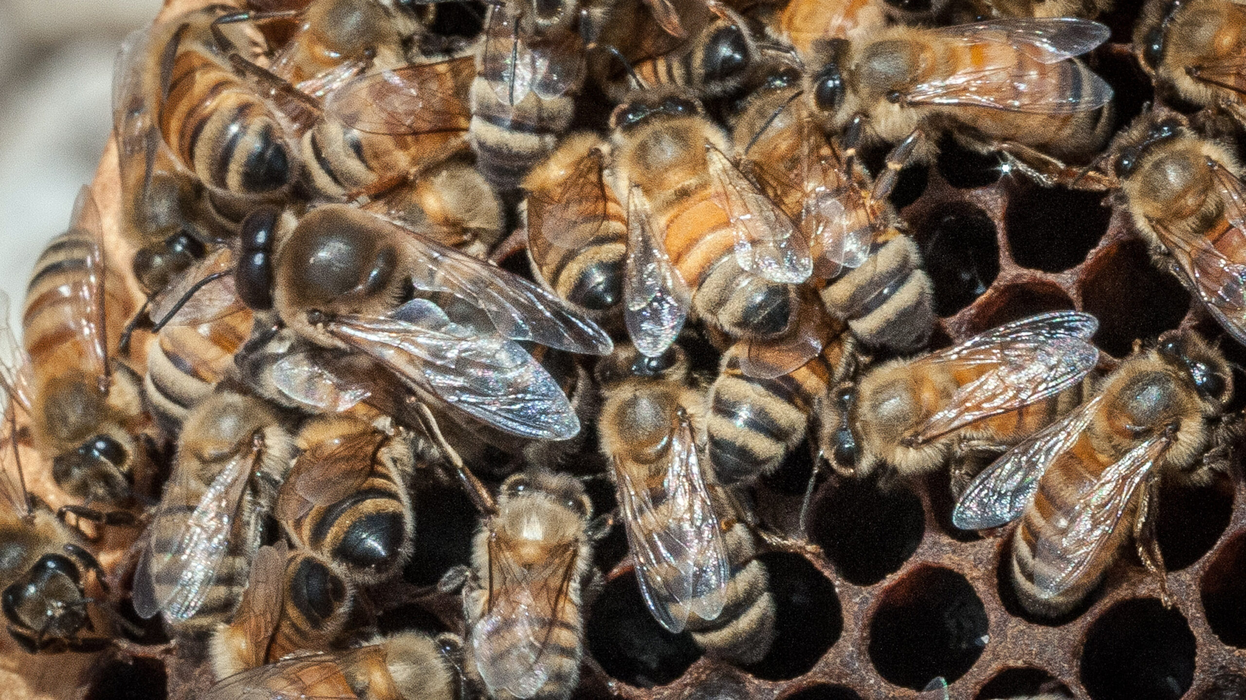 USDA spending $3M to feed honeybees in Midwest