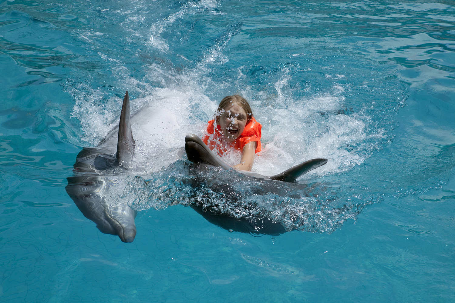 Obama bans swimming with dolphins in Hawaii